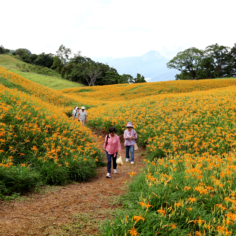 東台灣の小スイス🇨🇭！夏季限定 一面に広がる絶景　オレンジ色の花の海~金針花